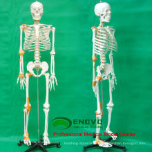 SKELETON09 (12370) Medical Science 180 Humains Squelette Modèle w / Ligament Mâle Femelle En Option 12370